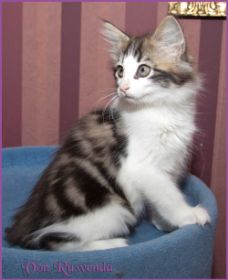 Katerchen Cary Grant von den Norwegischen Waldkatzen von Ruwenda