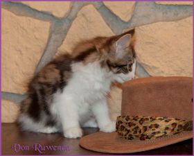Katerchen Cary Grant von den Norwegischen Waldkatzen von Ruwenda