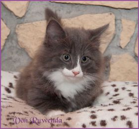 Katerchen Marco von den Norwegischen Waldkatzen von Ruwenda
