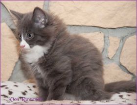Katerchen Marco von den Norwegischen Waldkatzen von Ruwenda