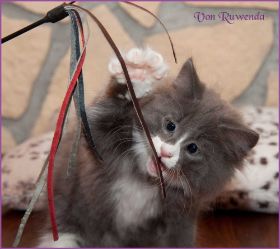 Katerchen Marco von den Norwegischen Waldkatzen von Ruwenda