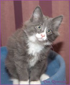 Katerchen Marco von den Norwegischen Waldkatzen von Ruwenda