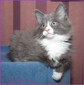 Katerchen Marco von den Norwegischen Waldkatzen von Ruwenda