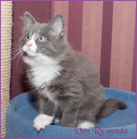 Katerchen Marco von den Norwegischen Waldkatzen von Ruwenda