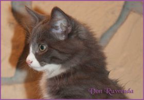 Katerchen Marco von den Norwegischen Waldkatzen von Ruwenda