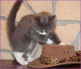 Katerchen Marco von den Norwegischen Waldkatzen von Ruwenda