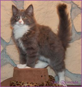 Katerchen Marco von den Norwegischen Waldkatzen von Ruwenda