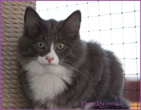 Katerchen Marco von den Norwegischen Waldkatzen von Ruwenda