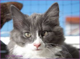 Katerchen Marco von den Norwegischen Waldkatzen von Ruwenda