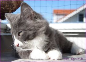 Katerchen Marco von den Norwegischen Waldkatzen von Ruwenda