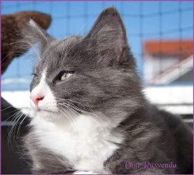 Katerchen Marco von den Norwegischen Waldkatzen von Ruwenda