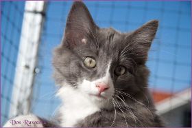 Katerchen Marco von den Norwegischen Waldkatzen von Ruwenda