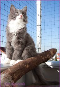 Katerchen Marco von den Norwegischen Waldkatzen von Ruwenda