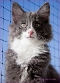 Katerchen Marco von den Norwegischen Waldkatzen von Ruwenda