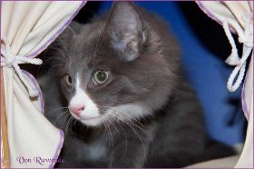 Katerchen Marco von den Norwegischen Waldkatzen von Ruwenda