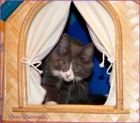 Katerchen Marco von den Norwegischen Waldkatzen von Ruwenda