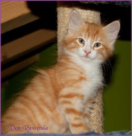 Katerchen James Dean von den Norwegischen Waldkatzen von Ruwenda