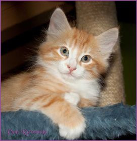 Katerchen James Dean von den Norwegischen Waldkatzen von Ruwenda