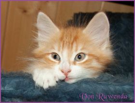 Katerchen James Dean von den Norwegischen Waldkatzen von Ruwenda