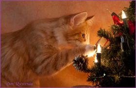 Katerchen James Dean von den Norwegischen Waldkatzen von Ruwenda an Weihnachten 2012