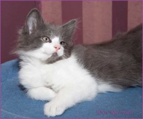 Katerchen Dean Martin von den Norwegischen Waldkatzen von Ruwenda
