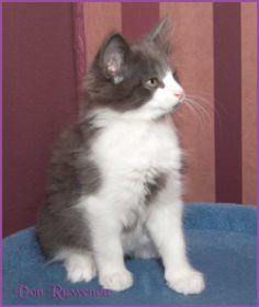 Katerchen Dean Martin von den Norwegischen Waldkatzen von Ruwenda