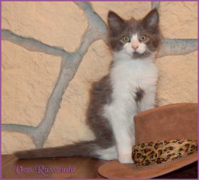 Katerchen Dean Martin von den Norwegischen Waldkatzen von Ruwenda