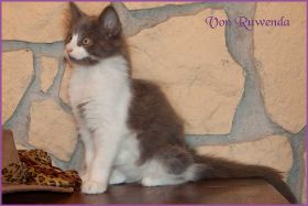 Katerchen Dean Martin von den Norwegischen Waldkatzen von Ruwenda