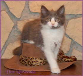 Katerchen Dean Martin von den Norwegischen Waldkatzen von Ruwenda