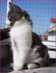 Katerchen Dean Martin von den Norwegischen Waldkatzen von Ruwenda