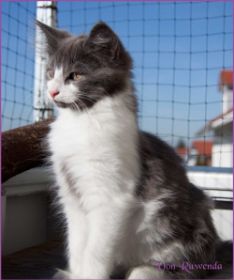 Katerchen Dean Martin von den Norwegischen Waldkatzen von Ruwenda