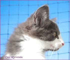 Katerchen Dean Martin von den Norwegischen Waldkatzen von Ruwenda