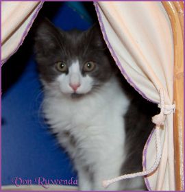 Katerchen Dean Martin von den Norwegischen Waldkatzen von Ruwenda