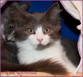 Katerchen Dean Martin von den Norwegischen Waldkatzen von Ruwenda