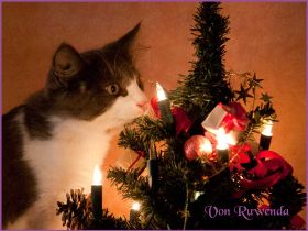 Katerchen Dean Martin von den Norwegischen Waldkatzen von Ruwenda an Weihnachten 2012
