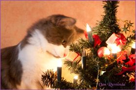 Katerchen Dean Martin von den Norwegischen Waldkatzen von Ruwenda an Weihnachten 2012