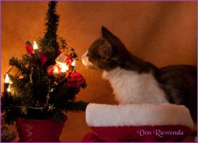 Katerchen Dean Martin von den Norwegischen Waldkatzen von Ruwenda an Weihnachten 2012