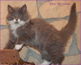 Katerchen Tarzan von den Norwegischen Waldkatzen von Ruwenda