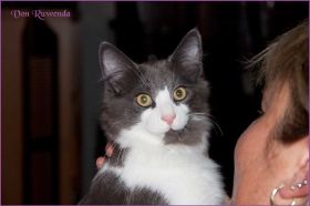 Katerchen Dean Martin von den Norwegischen Waldkatzen von Ruwenda im neuen Zuhause