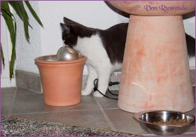 Katerchen Dean Martin von den Norwegischen Waldkatzen von Ruwenda im neuen Zuhause