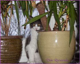 Katerchen Dean Martin von den Norwegischen Waldkatzen von Ruwenda im neuen Zuhause
