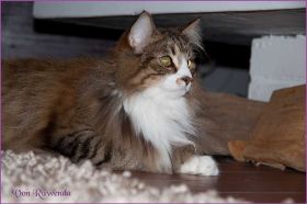 Rocky von den Norwegischen Waldkatzen von Ruwenda im neuen Zuhause