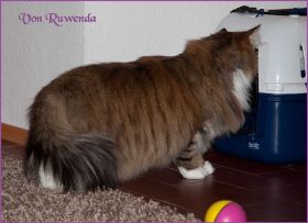 Rocky von den Norwegischen Waldkatzen von Ruwenda im neuen Zuhause