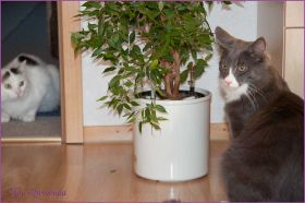 Marco von den Norwegischen Waldkatzen von Ruwenda im neuen Zuhause