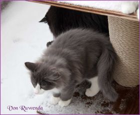Die Norwegischen Waldkatzen von Ruwenda im Schnee