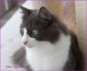 Die Norwegischen Waldkatzen von Ruwenda im Schnee