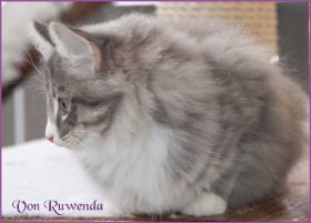 Die Norwegischen Waldkatzen von Ruwenda im Schnee