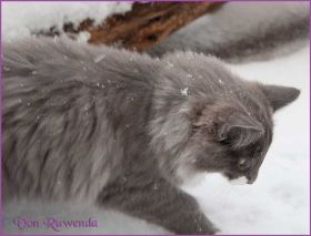 Die Norwegischen Waldkatzen von Ruwenda im Schnee