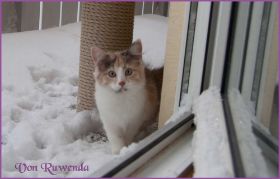 Die Norwegischen Waldkatzen von Ruwenda im Schnee