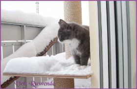 Die Norwegischen Waldkatzen von Ruwenda im Schnee